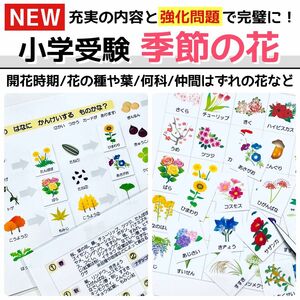 季節の花　小学校受験教材　理科的常識　幼児教育　知育　