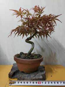 [gachi bonsai ] Kiyoshi .momiji maple 