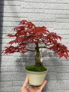 [gachi bonsai ]... maple . leaf 
