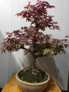 [gachi bonsai ]... maple ultra old 