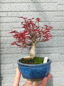 [gachi бонсай ]... клен shohin bonsai 