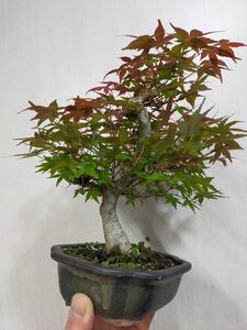 [gachi бонсай ]... клен shohin bonsai futoshi .