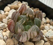 ハオルチア 【新オブツーサ錦】カキ仔 多肉植物 ハオルシア 斑入り_画像4