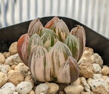 ハオルチア 【新オブツーサ錦】カキ仔 多肉植物 ハオルシア 斑入り_画像1