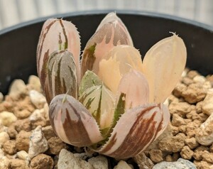 ハオルチア 【新オブツーサ錦】カキ仔 多肉植物 ハオルシア 斑入り