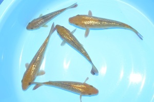 ** 2023 year production present -years old silver . tea common carp 16 centimeter ~22 centimeter 5 pcs set NO7 **