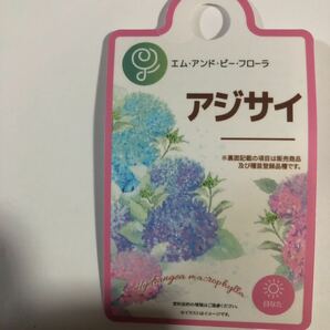 これから開花♪アジサイ暁光園品種「天照太御神」6号特大サイズ 正規ラベル付きの画像4