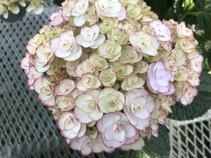  after this blooming agriculture place from direct delivery flower selection go in . goods kind hydrangea [ Anne juno wa-ru]5 number regular goods 