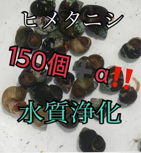 お得！大量！ヒメタニシ 大小150個セット！ ネコポスでポスト投函発送！＋着死亡保証α