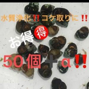 大量！ヒメタニシ 大小50個セット！ ネコポスでポスト投函発送！＋着死亡保証α！☆