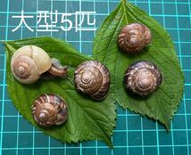 アワジマイマイ5匹(大型) 即決で3匹追加　　【検索用】カタツムリ　でんでん虫　ナメクジ　昆虫_画像2