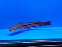 エンペラースネークヘッド約12cm　オトヒメ飼育してます。成長が早く面白い個体です。 熱帯魚_画像4