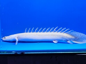 B-①　ポリプテルスビキールラプラディ約20cm ギニア便wild　かなり白い個体です。写真の生態をお届けします。