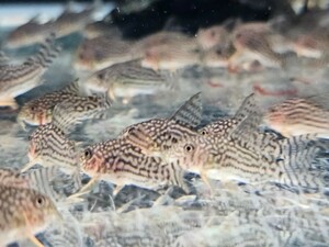 コリドラスステルバイ約3cm　10匹セット！インドネシアブリード　人気の為　お早めに！ 熱帯魚