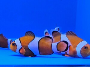 天然カクレクマノミ約3cm～4cm　8匹セット！かなり愛らしい可愛い海水魚　珊瑚やイソギンチャクとの相性バツグン！数に限りがあります。