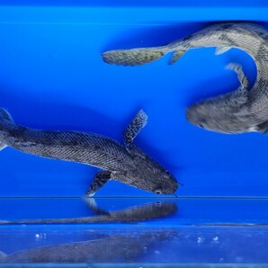 K-①ポリプテルスエンドリケリー約16cmギニア便wild ２匹セット オトヒメ飼育してます。写真の生態２匹をお届けします。 古代魚の画像3