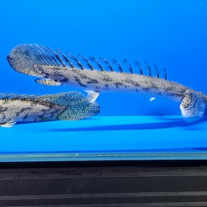 K-①ポリプテルスエンドリケリー約16cmギニア便wild ２匹セット オトヒメ飼育してます。写真の生態２匹をお届けします。 古代魚の画像6