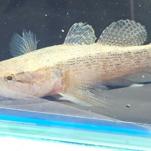 スパテッドスリパーゴビ 約10cm～12cm なかなか可愛い魚です。癒されてみませんか？の画像4