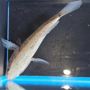 スパテッドスリパーゴビ 約10cm～12cm なかなか可愛い魚です。癒されてみませんか？の画像2