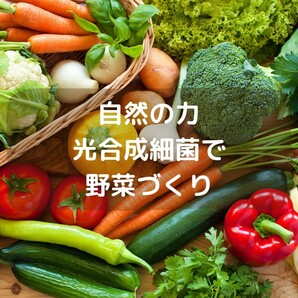 秀玄 光合成細菌 PSB 活性液 20L【全国一律送料1,000円】の画像5