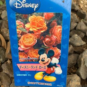 【専用ページ】バラ苗　ディズニーランド　ローズ　ミッキーマウス正規品　強香　薔薇　苗木