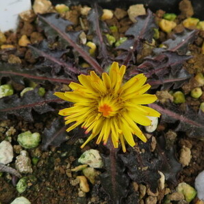 山野草 タンポポ 銅葉タンポポ  Taraxacum rubifoliumの画像1