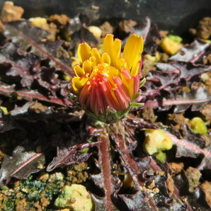 山野草 タンポポ 銅葉タンポポ  Taraxacum rubifoliumの画像2