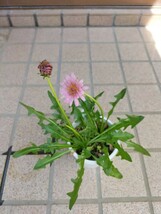 山野草　タンポポ　Taraxacum lilacinum_画像2