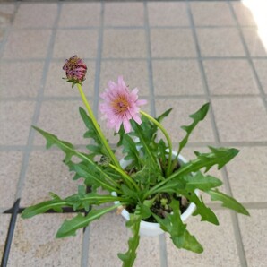 山野草 タンポポ Taraxacum lilacinumの画像2