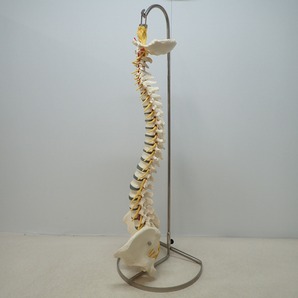 ∀全健会 骨格模型 小太郎君+日本カイロプラクティック連合会 腰椎変性の3段階 椎骨モデル まとめて2点set 脊柱模型 整体【FF；G0AB1002の画像2