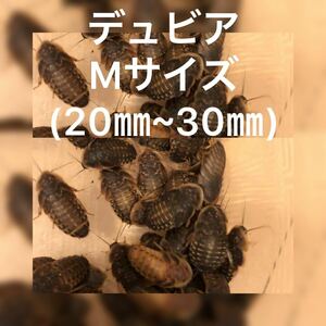 ☆M40☆送料無料☆デュビアMサイズ400匹☆死着保証10%☆