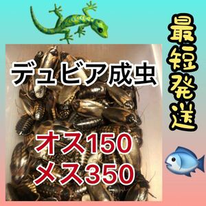 値下げ中( ´艸｀)☆成15.35☆送料無料☆デュビア成虫 ♂150 ♀350☆500匹☆死着保証10%☆