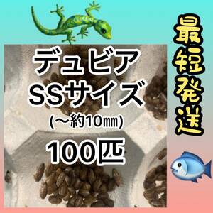 ☆SS10☆送料無料☆デュビアSSサイズ100匹☆死着保証10%☆