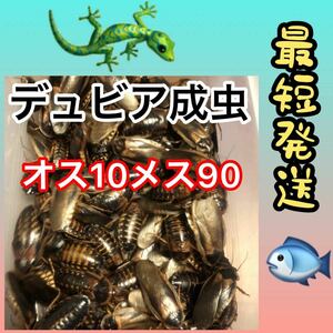 ☆成1.9☆送料無料☆デュビア成虫 ♂10 ♀90☆死着保証10%☆