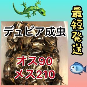 値下げ(o^^o)☆成9.21☆送料無料☆デュビア成虫 ♂90 ♀210☆300匹☆死着保証10%☆