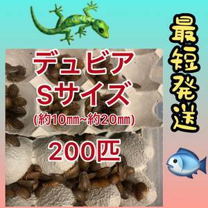 ☆S20☆送料無料☆デュビアSサイズ200匹☆死着保証10%☆