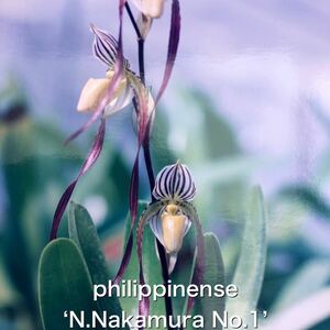 洋蘭　パフィオ　Paph Paphiopedilum philippinense ‘N、Nakamura NO、1’