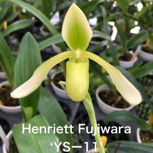 洋蘭　パフィオ　Paph Paphiopedilum Henrietta Fujiwara ‘YS− 11’