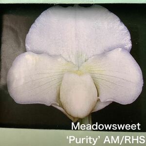 洋蘭　パフィオ　Paph Paphiopedilum Meadowsweet ‘Purity’AM/RHS
