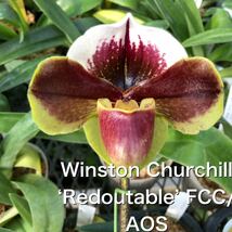 洋蘭　パフィオ　Paph Paphiopedilum Winston Churchill ‘Redoutable’ FCC/AOS_画像1