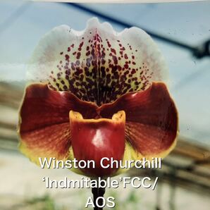 洋蘭 パフィオ Paph Paphiopedilum Winston Churchill ‘Indmitable’ FCC/AOSの画像1