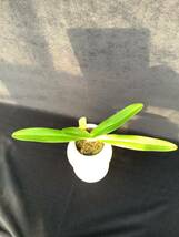 洋蘭　パフィオ　Paph Paphiopedilum stonei ‘Drgonfly’_画像3