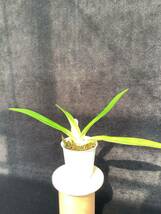 洋蘭　パフィオ　Paph Paphiopedilum stonei ‘Drgonfly’_画像2