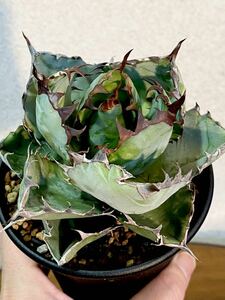 【美株】アガベ チタノタ ブラック アンド ブルー Agave titanota Black Blue検 グラキリス パキプス 多肉 植物 塊根 グラキリス パキポ 