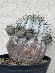 【貴重な現地球子株】黒王丸 黒棘 コピアポア Copiapoa cinerea サボテン 検 アガベ グラキリス パキプス パキポ 塊根 多肉 観葉 植物