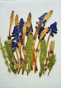 H-28 pressed flower . comb * muscari 