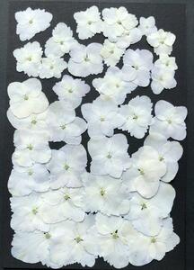 K-60 pressed flower .... white 30 sheets 