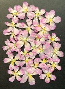 T-107 pressed flower Sakura 25 sheets 