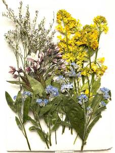 S-114 pressed flower myosotis * mustard Karashi . other 