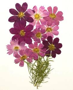 N-15 pressed flower Cosmos 10 sheets leaf attaching 